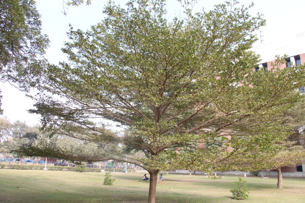 health benefits of Arjuna