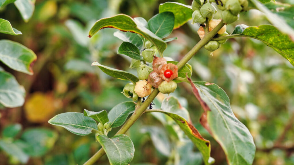 Ashwagandha (Withania Somnifera)