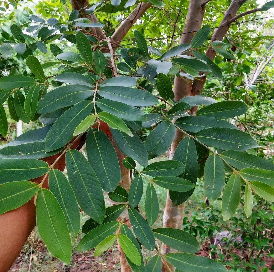Arjun Tree Pic