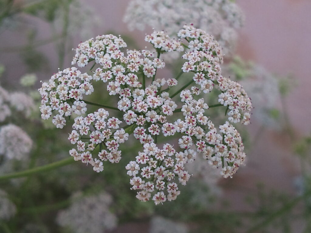 Carom Seeds (Ajwain)