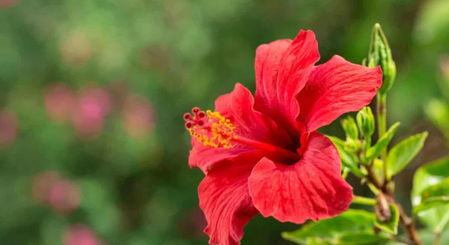benefits of Hibiscus Flower
