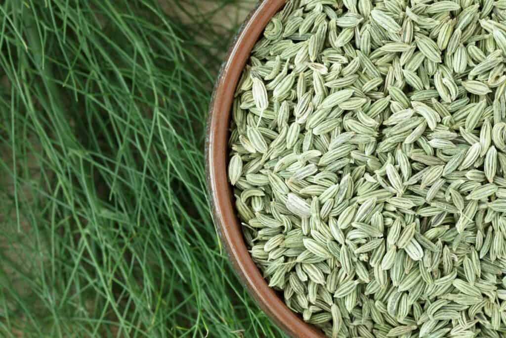 benefits of Aniseeds