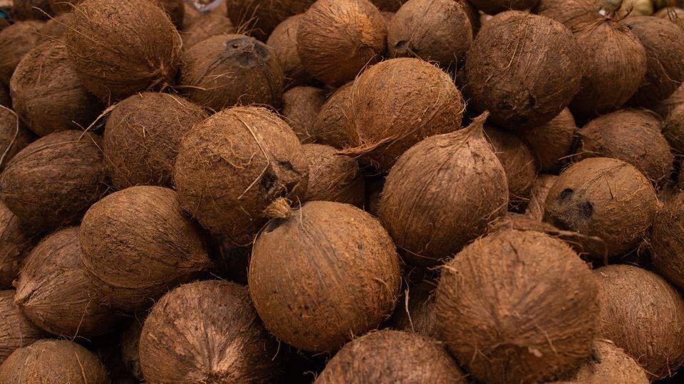 Natural brown coconuts, a popular herbal ingredient for health benefits and traditional remedies.