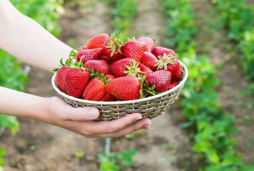 Close-up of delicious, ripe strawberries in a woven basket, showcasing their vibrant red color and fresh quality, ideal for natural health remedies.